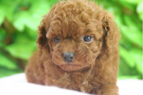 成約済の京都府のトイプードル-3479の1枚目