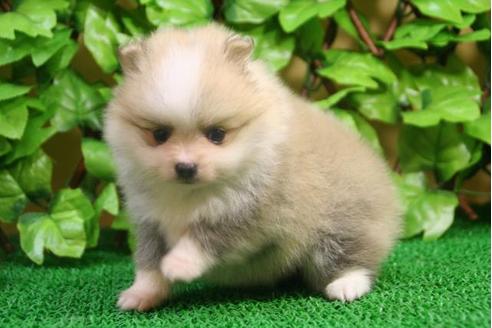 成約済の京都府のポメラニアン-3480の4枚目