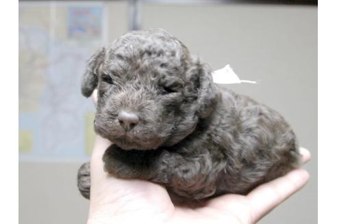 成約済の埼玉県のトイプードル-3503の3枚目