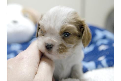 成約済の埼玉県のキャバリアキングチャールズスパニエル-3511の1枚目