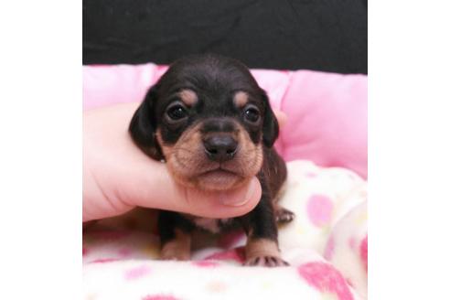 成約済の愛知県のチワックス:チワワ×ミニチュアダックスフンド-3590の1枚目
