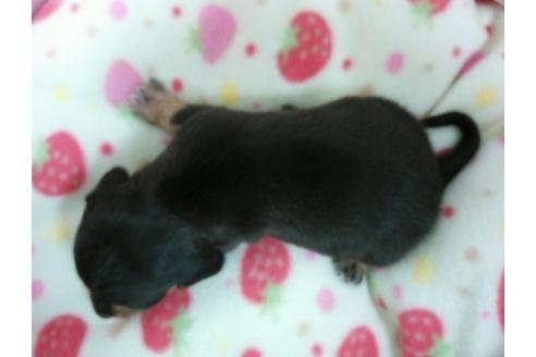 成約済の愛知県のチワックス:チワワ×ミニチュアダックスフンド-3590の2枚目