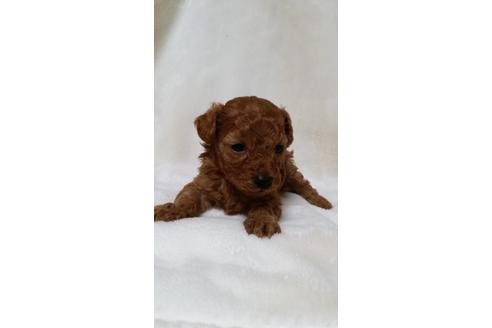 成約済の大阪府のトイプードル-3697の1枚目