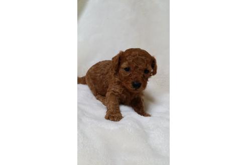 成約済の大阪府のトイプードル-3697の2枚目