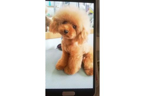 成約済の大阪府のトイプードル-3697の4枚目