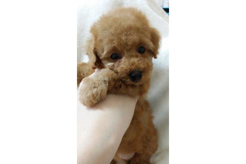 成約済の大阪府のトイプードル-3746の2枚目