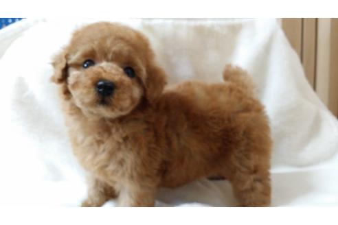 成約済の大阪府のトイプードル-3746の3枚目