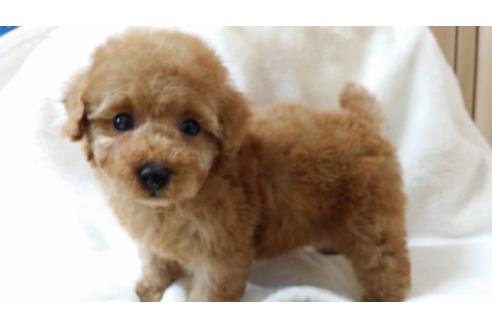 成約済の大阪府のトイプードル-3746の4枚目