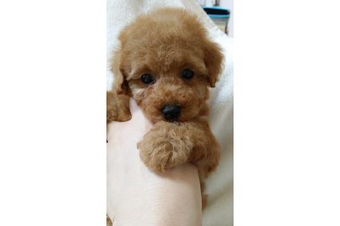 成約済の大阪府のトイプードル-3746の1枚目