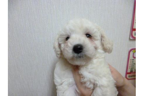 成約済の福岡県のトイプードル-3897の1枚目