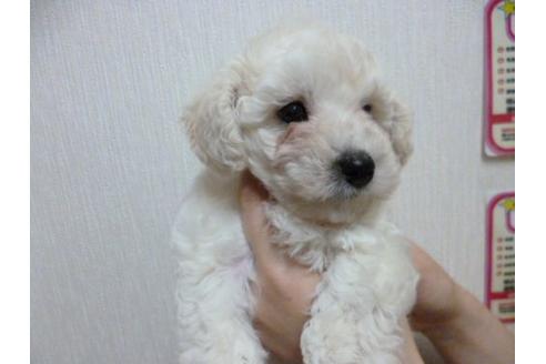 成約済の福岡県のトイプードル-3897の2枚目