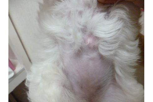 成約済の福岡県のトイプードル-3897の3枚目