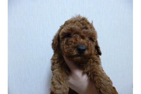 成約済の福岡県のトイプードル-3898の1枚目