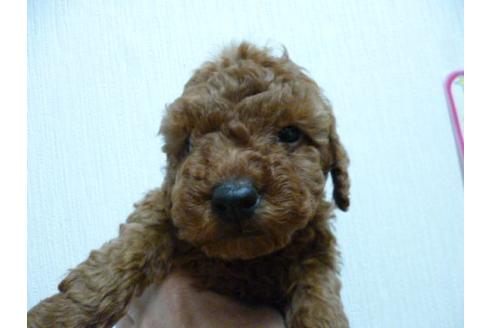 成約済の福岡県のトイプードル-3898の3枚目