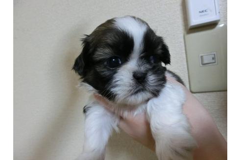 成約済の福岡県のシーズー-3900の2枚目