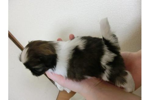 成約済の福岡県のシーズー-3900の3枚目