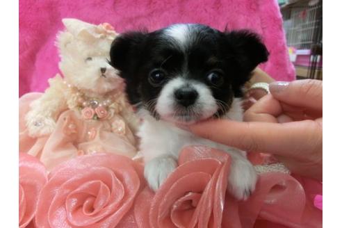 成約済の京都府のチワワ-3977の1枚目