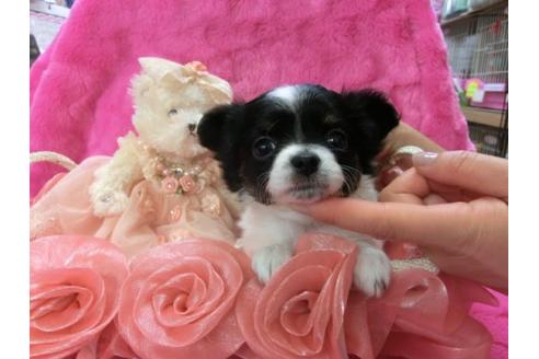 成約済の京都府のチワワ-3977の2枚目