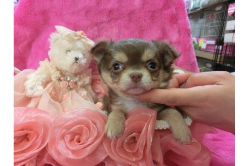 成約済の京都府のチワワ-3978の2枚目