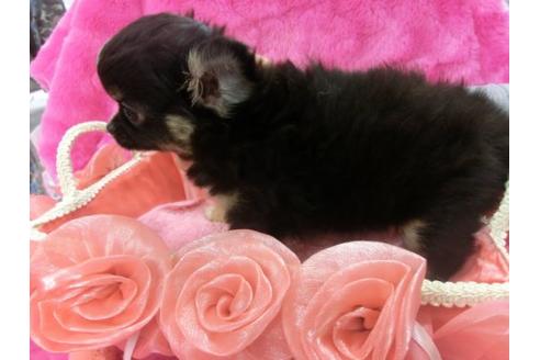 成約済の京都府のチワワ-3980の3枚目