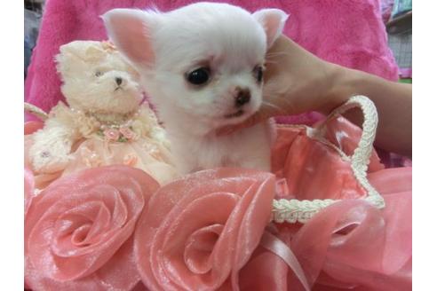 成約済の京都府のチワワ-3984の2枚目