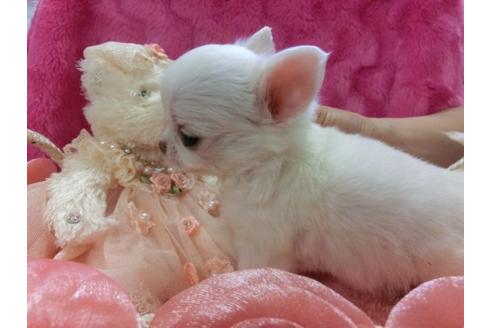 成約済の京都府のチワワ-3984の3枚目