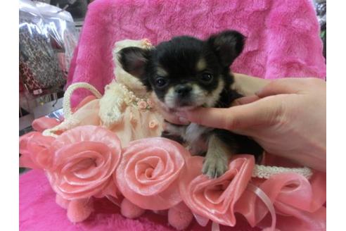 成約済の京都府のチワワ-3985の1枚目