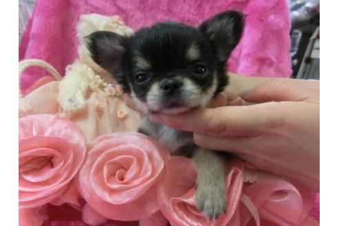 成約済の京都府のチワワ-3985の2枚目