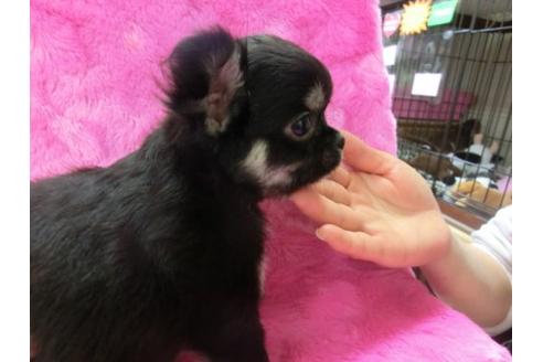 成約済の京都府のチワワ-3988の2枚目