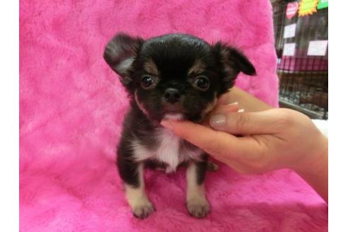 成約済の京都府のチワワ-3988の3枚目