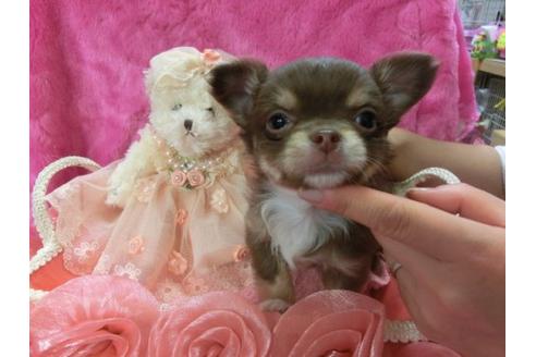 成約済の京都府のチワワ-3989の1枚目