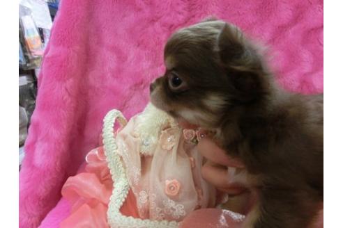 成約済の京都府のチワワ-3989の2枚目