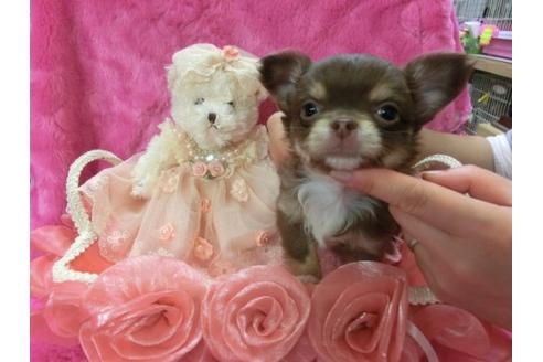 成約済の京都府のチワワ-3989の3枚目