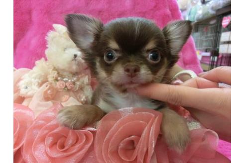 成約済の京都府のチワワ-3990の1枚目