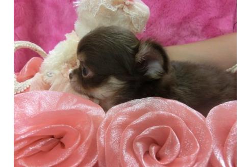 成約済の京都府のチワワ-3990の2枚目