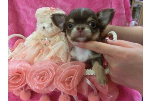 成約済の京都府のチワワ-3990の3枚目