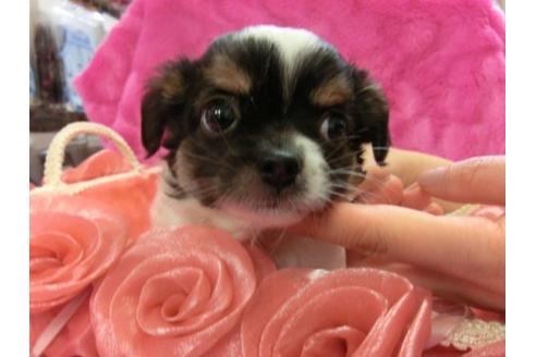 成約済の京都府のチワワ-3991の1枚目