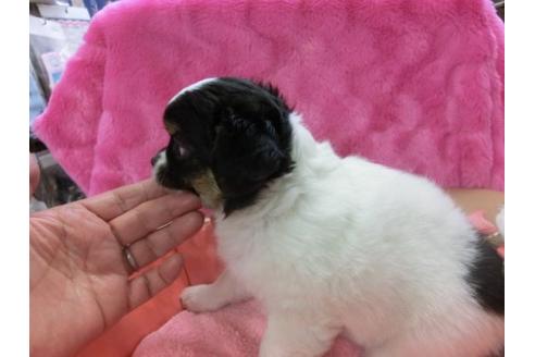 成約済の京都府のチワワ-3991の2枚目