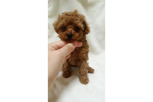 成約済の大阪府のトイプードル-3696の1枚目