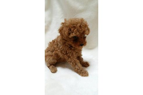 成約済の大阪府のトイプードル-3696の3枚目