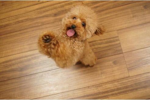 成約済の大阪府のトイプードル-3696の5枚目