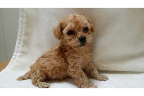 成約済の大阪府のトイプードル-3695の1枚目