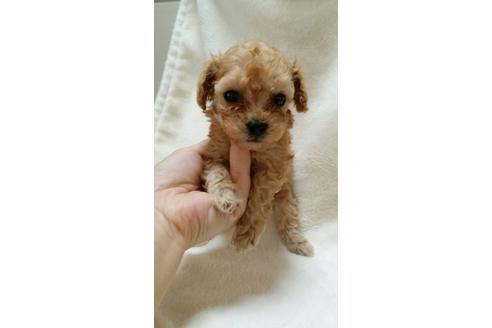 成約済の大阪府のトイプードル-3695の2枚目