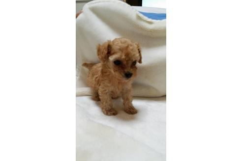 成約済の大阪府のトイプードル-3695の3枚目