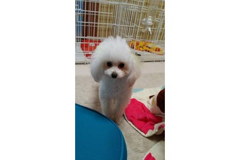 成約済の大阪府のトイプードル-3695の4枚目