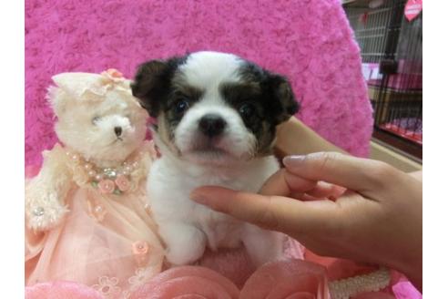 成約済の京都府のチワワ-4101の1枚目