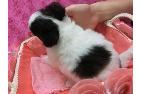 成約済の京都府のチワワ-4101の2枚目