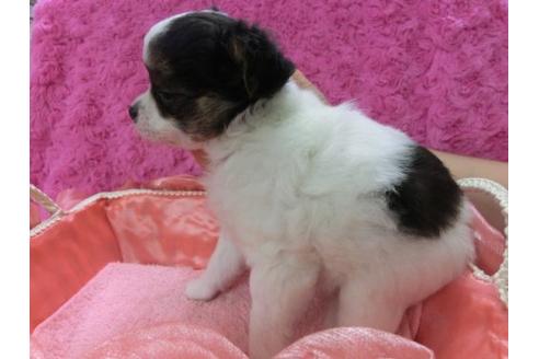 成約済の京都府のチワワ-4101の3枚目