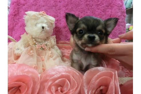 成約済の京都府のチワワ-4102の1枚目