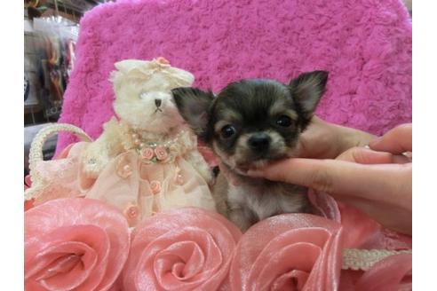 成約済の京都府のチワワ-4102の2枚目
